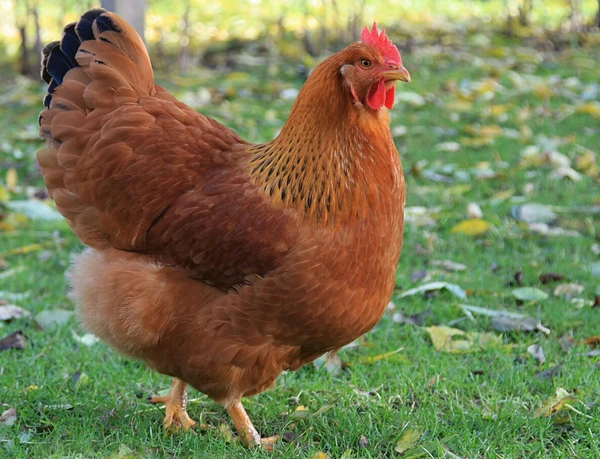 A close-up of a brown chicken standing on green grass.