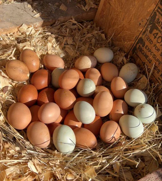 A basket filled with a variety of brown and blue eggs nestled in straw, with the edge of a wooden coop visible, on a sunny day.