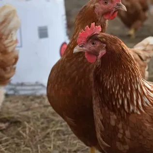 Brown chickens in a farmyard with a focus on one in the foreground.