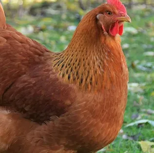 A close-up of a brown chicken standing on green grass.