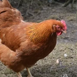 A brown chicken striding confidently on a farm.